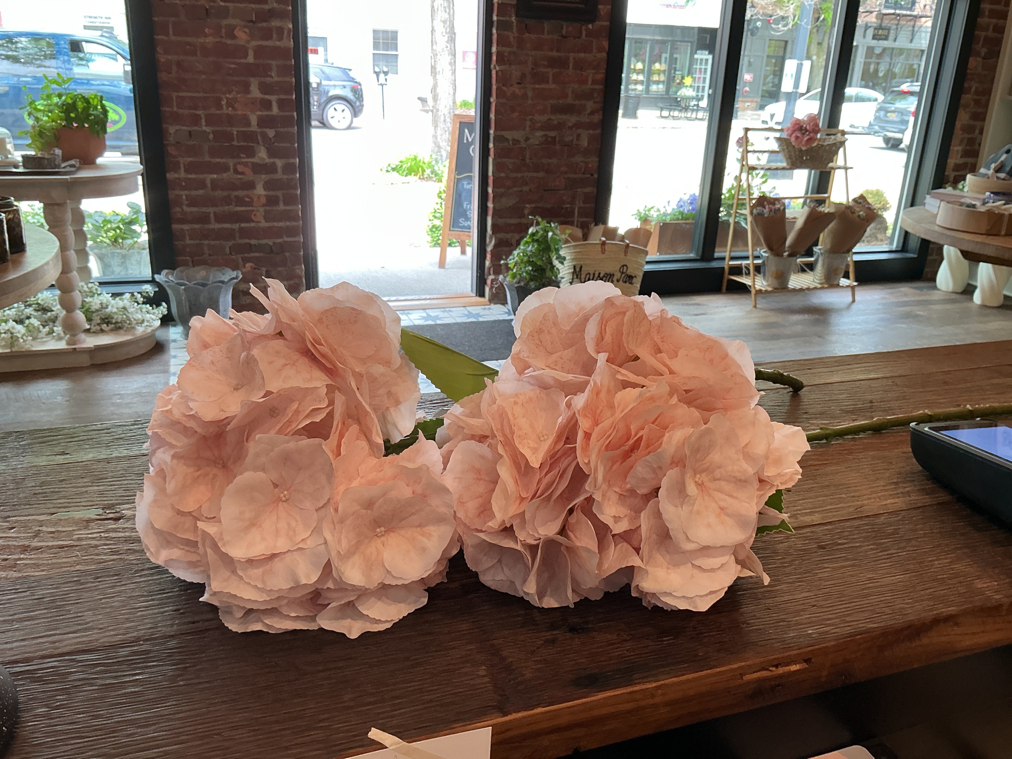 Jardin hydrangea stem champagne