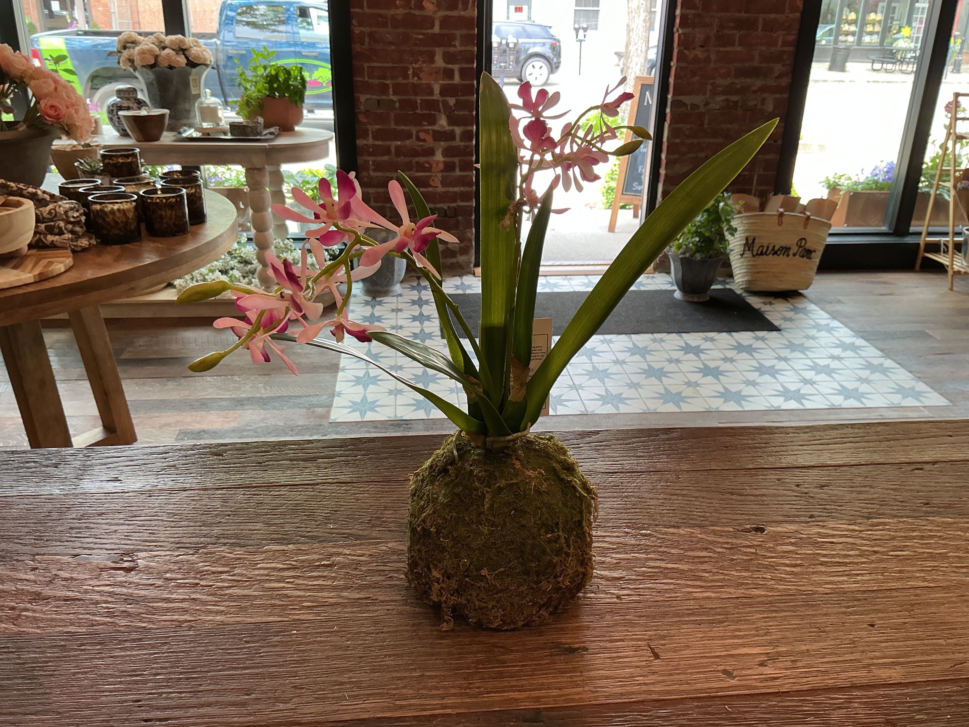 Mini vanda orchid in moss ball large lavender