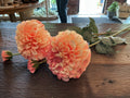 Coral border dahlia