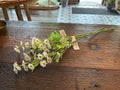 Chamomile white stem