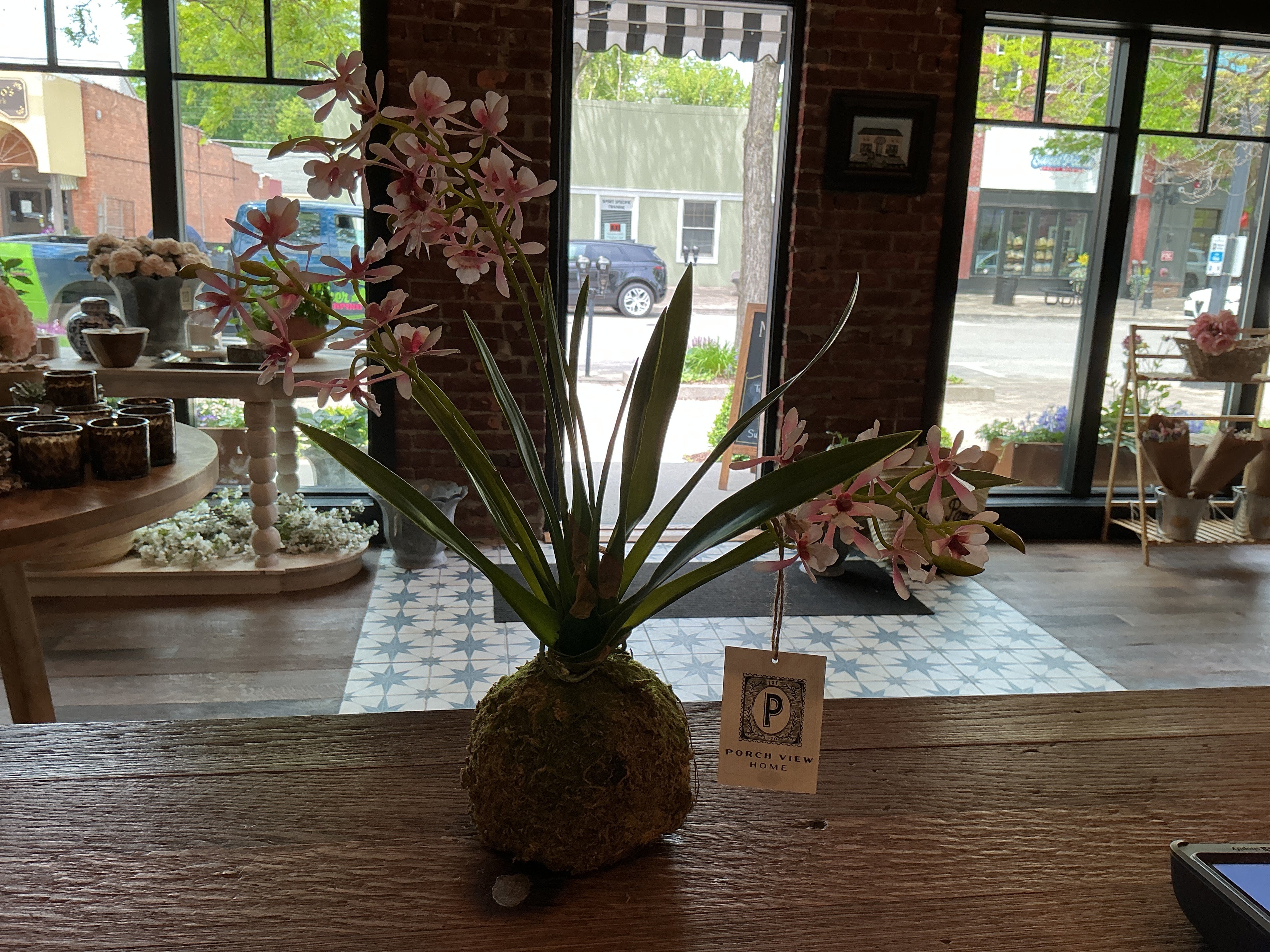 Variegated pink mini orchid large moss ball