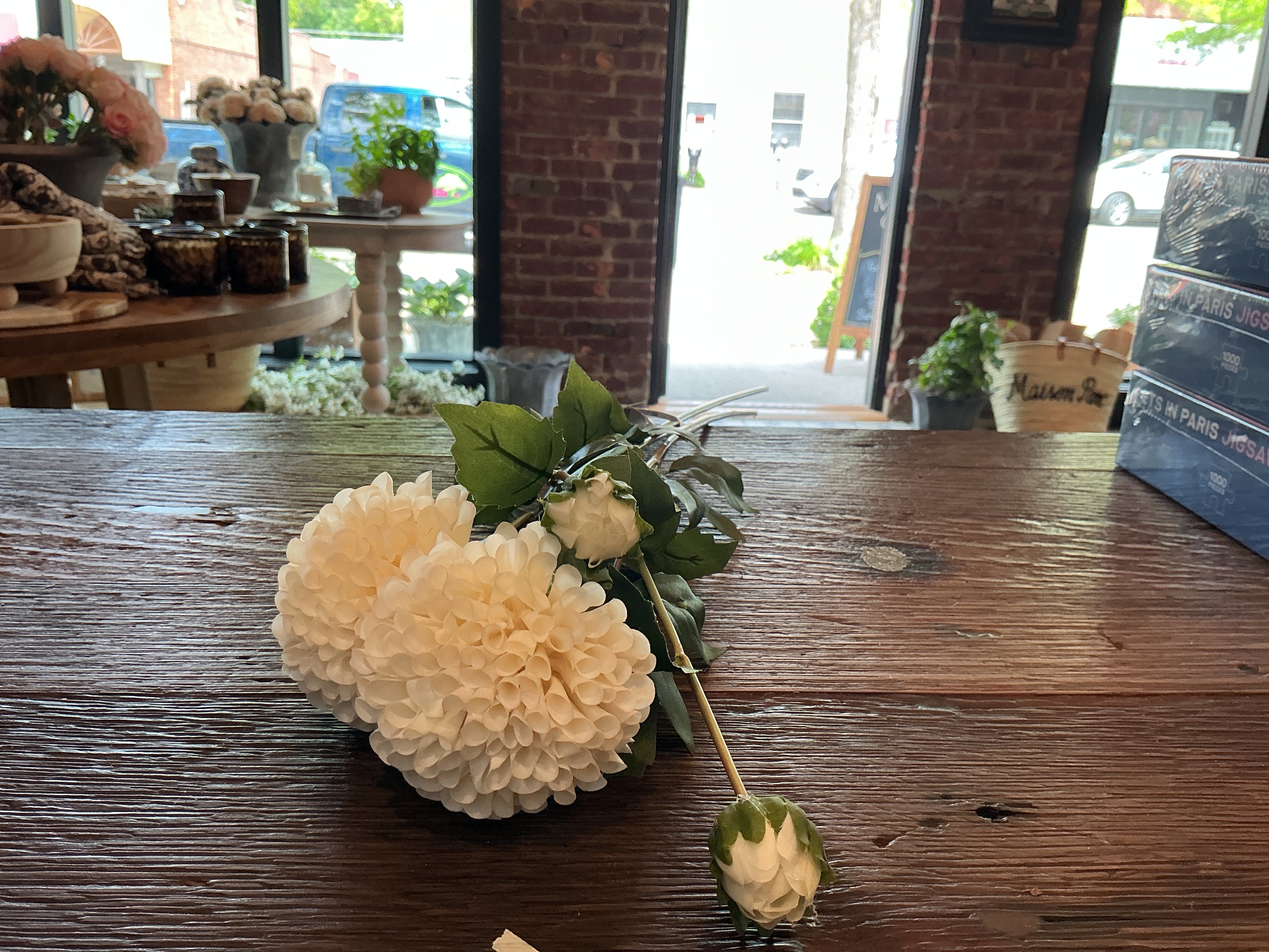 Dahlia white